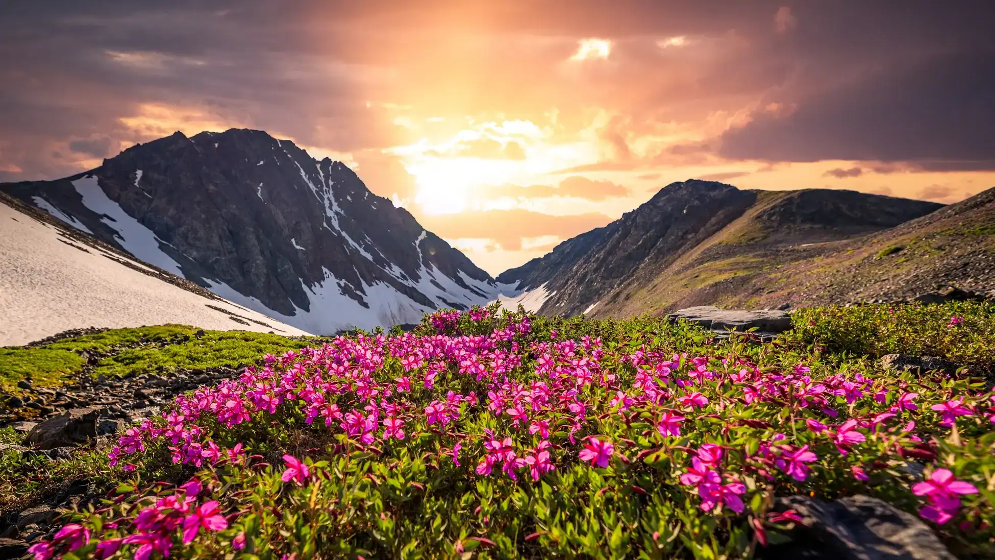 Pink alpine flowers in full bloom against snow-streaked Himalayan peaks at sunset in the Valley of Flowers, Uttarakhand